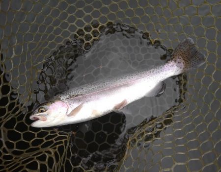 大安トラウトレイク 釣果